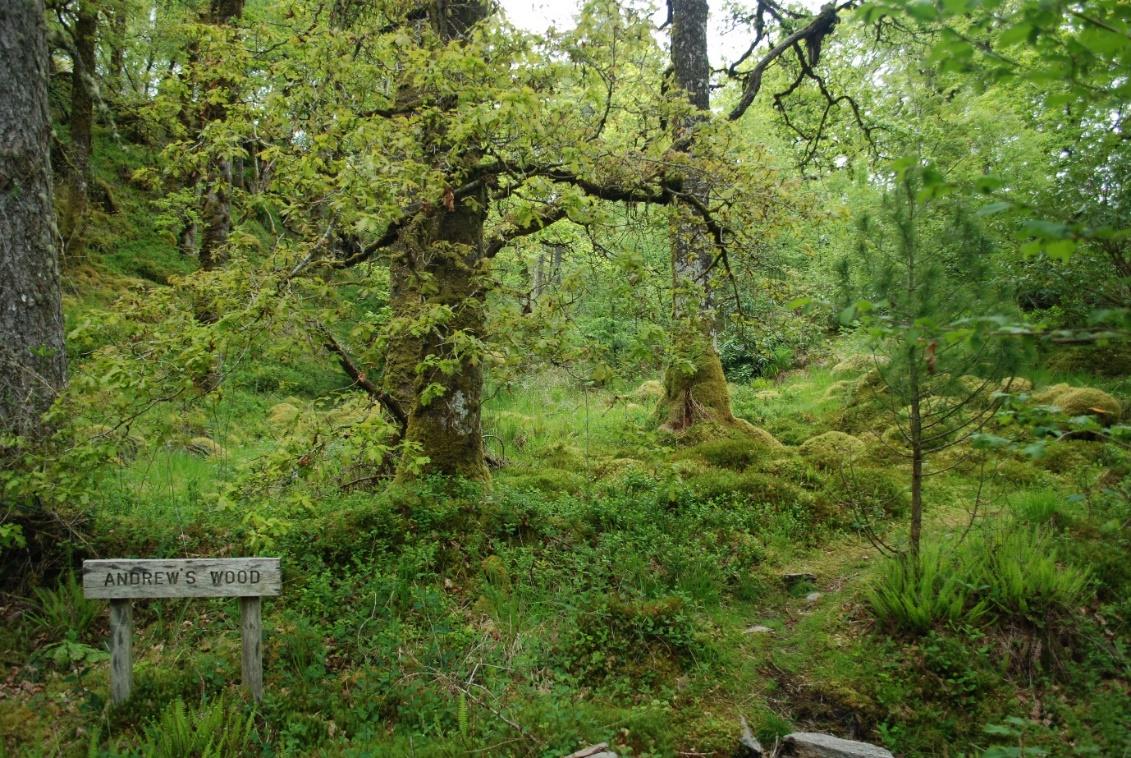 Andrew's wood