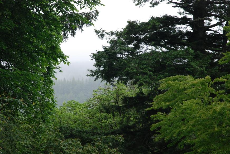 Trees
