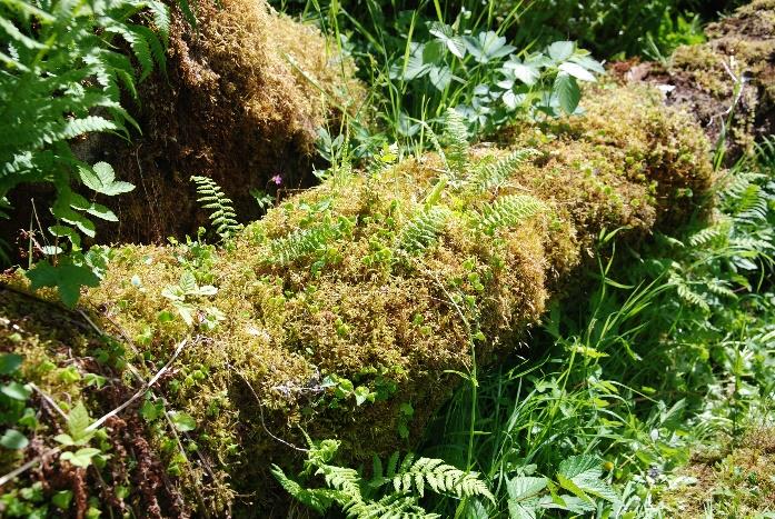 Moss